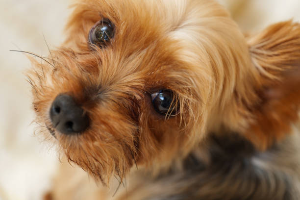 istock Yorkshire Terrier on the bed 1183384543