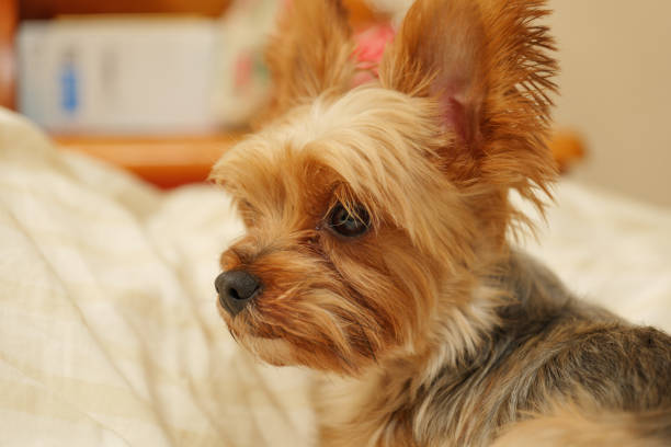 istock Yorkshire Terrier on the bed 1183384563
