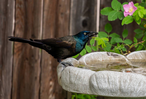 A Common Grackle at a Bird Bath A Common Grackle and its iridescent feathers drinking from a bird bath common blackbird turdus merula stock pictures, royalty-free photos & images