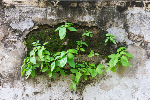 Green leaf on wall with moss plant