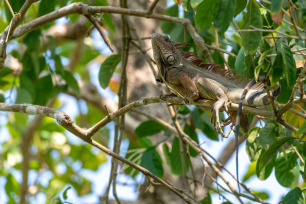 istock A Green Iguana Relaxing in a Tree 1183385065