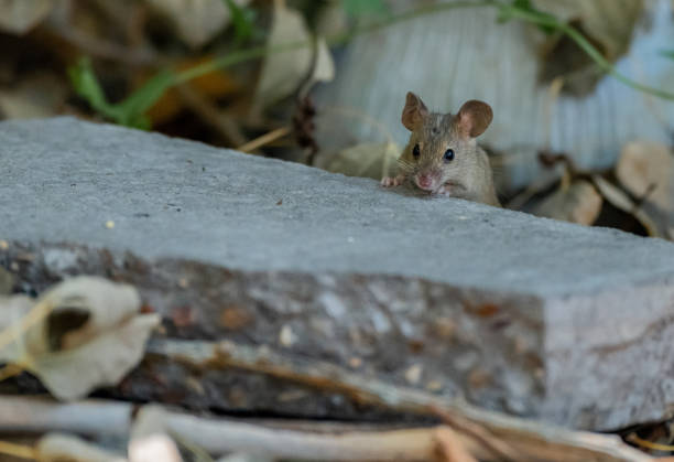 istock A House Mouse Foraging on Birdseed 1183385838