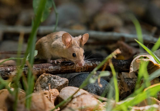 istock A House Mouse Foraging on Birdseed 1183386316