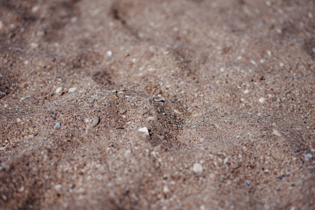 istock natural background of wet sand, texture 1183386331