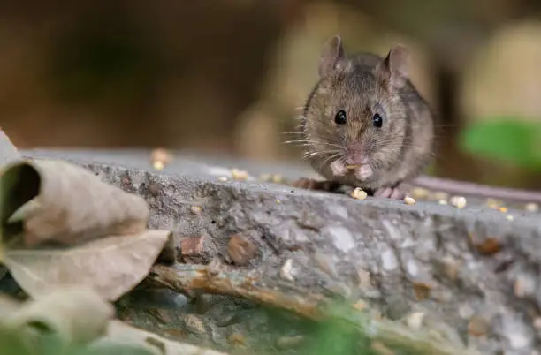 Photo of A House Mouse Foraging on Birdseed