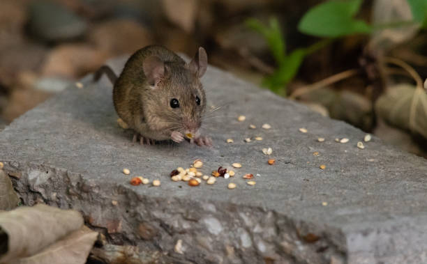 une souris de maison se dissinue sur birdseed - souris animal photos et images de collection