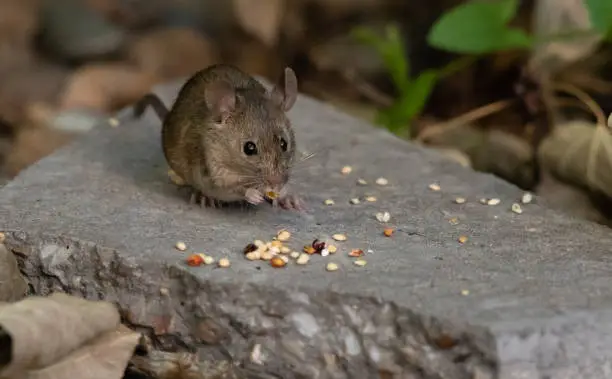 An adorable house mouse foraging on discarded birdseed
