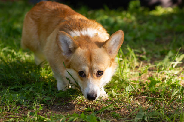 istock Upset sad tired corgi 1183387322