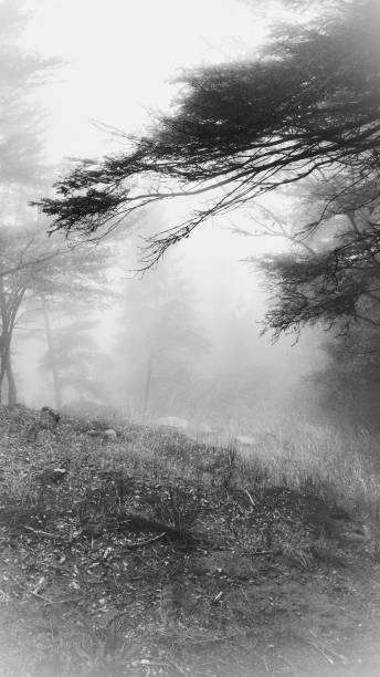 istock Fog in the Italian Alps 1183387809