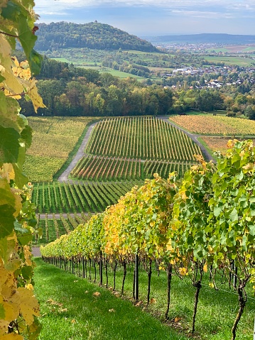 Vineyards in Oberstenfeld, Germany, Bottwartal
