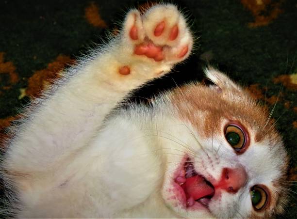 istock An adorable Scottish fold kitten. 1183389260