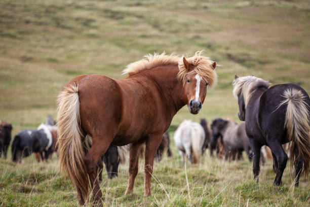 istock Herd of Iceland ponies 1183389509