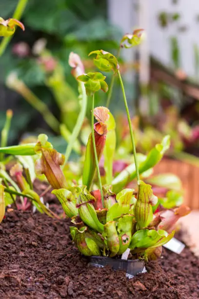 Sarracenia carnivorous plant is growinf in garden. Insect consuming plant with leaves as trap.
