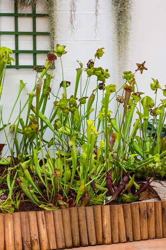 Sarracenia carnivorous plant is growinf in garden. Insect consuming plant with leaves as trap.