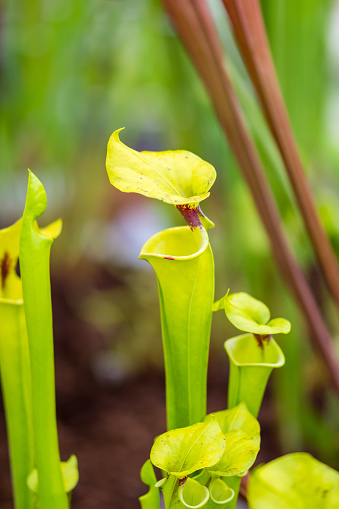 Sarracenia carnivorous plant is growinf in garden. Insect consuming plant with leaves as trap.
