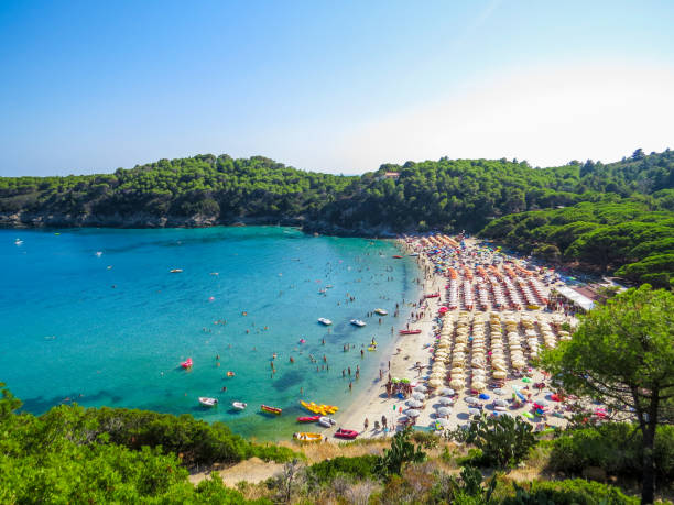 fetovaia beach, elba island, italie - parasol pine photos et images de collection