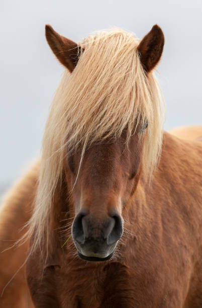 istock funny iceland ponies grazing on a pasture 1183390852