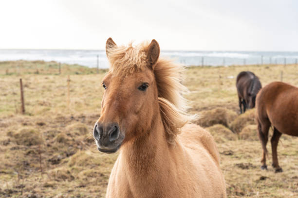 istock Herd of Iceland ponies 1183391334