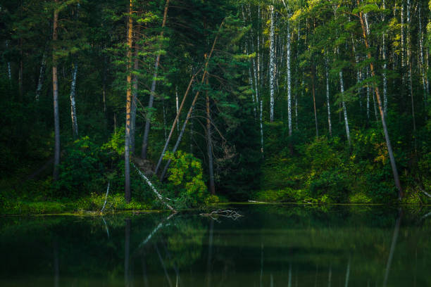 Beautiful calm lake and dark emerald forest ashore