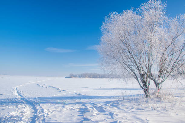 istock Stunning winter scenery with bare tree covered by frost on snowy meadow under blue sky 1183391826