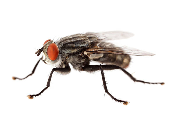 Isolated flesh fly (XXXL)  flesh fly photos stock pictures, royalty-free photos & images