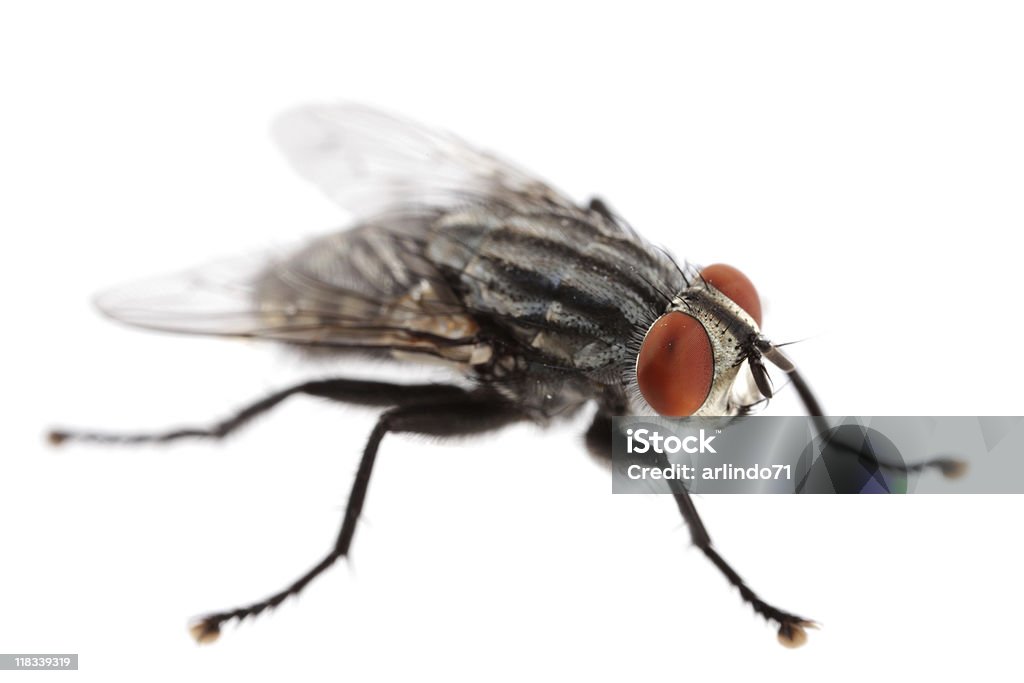 Isolado Mosca da carne (XXXL - Royalty-free Animal Foto de stock