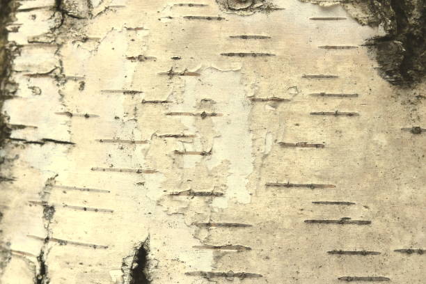 istock pattern of birch bark with black birch stripes on white birch bark 1183394333