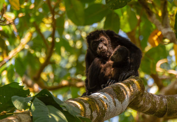 istock Howler Monkey Mother and Baby 1183394395