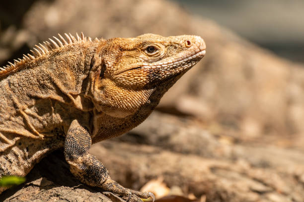 istock A Black Iguana Profile Close Up 1183394413