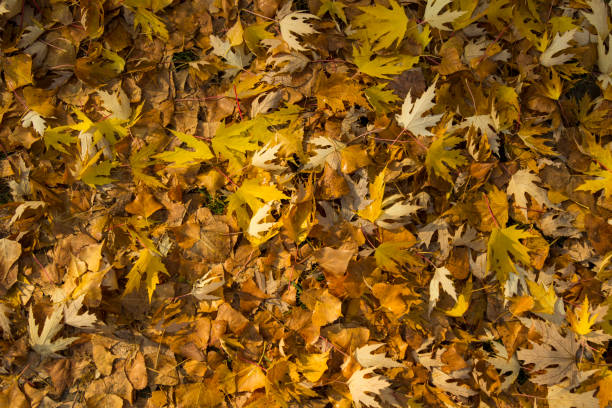 istock Autumn maple leaves, top view 1183394493