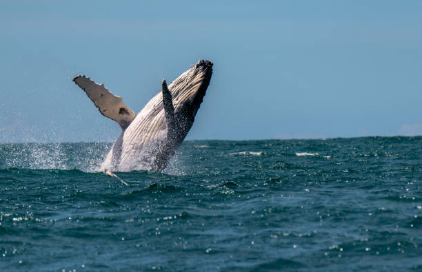 A Humpback Whale Breaching off the Coast of Kaikoura New Zealand A joyful humpback whale jumping out of the ocean animals breaching photos stock pictures, royalty-free photos & images