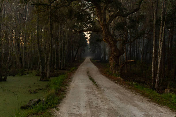 istock An Ominous Dirt Road Leading Deep into a Swamp 1183394596