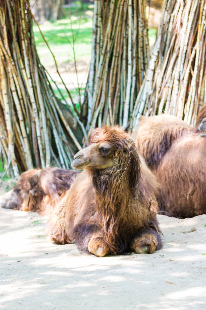 istock Camel (latin name Camelus bactrianus) is lying on the dirt ground. Animal coming from steppe desert. 1183395114