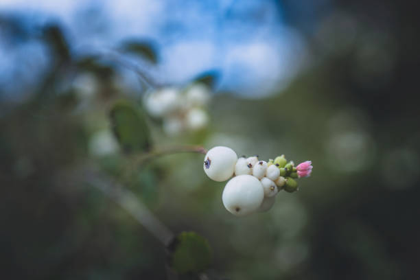 white symphoricarpos snowberry symphoricarpos albus