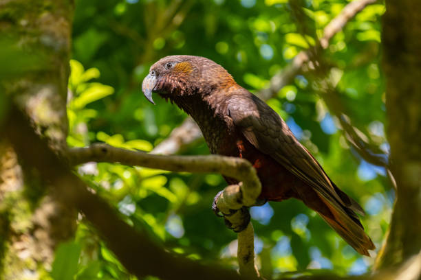istock The Endangered Kaka Forest Parrot Perched on a Tree Branch 1183396092
