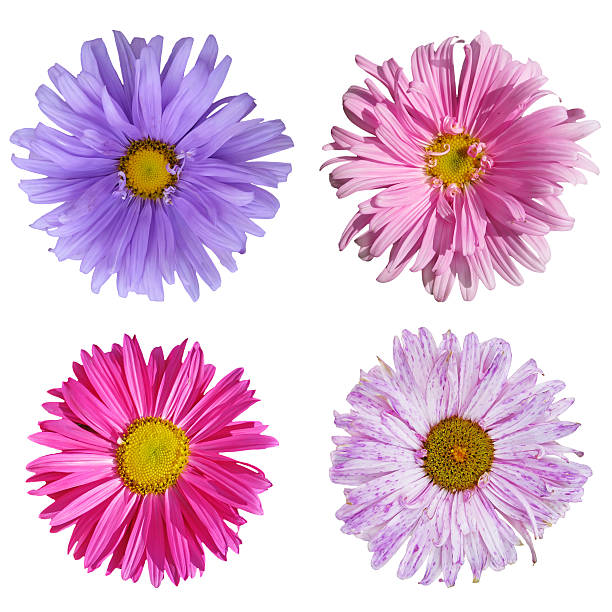 istock Collection flouwers of an aster 118339709