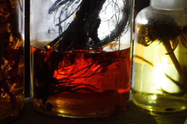 Set of alchemy bottles in laboratory of alchemist. Herb in old pots with dust on the glass surface.Alchemy symbol and objects. Poison and elixir in glass jar. Set of vessel, ampulla, flask,drink. conjunto de botellas de alquimia en laboratorio de alquimista. hierba en macetas viejas con polvo en la superficie de vidrio. símbolo y objetos de alquimia. veneno y elixir en frasco de vidrio. juego de recipiente, ampolla, matraz, bebida.