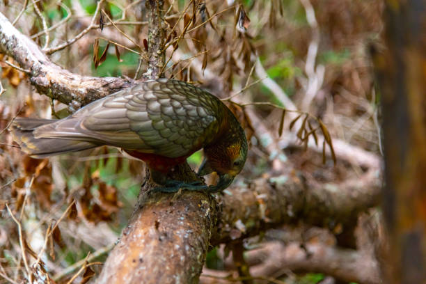 istock The Endangered Kaka Forest Parrot Searching for Food 1183397883