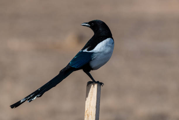 A magpie and its iridescent feathers on a fence post