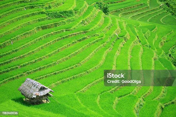 Foto de Campo De Arroz Terraços e mais fotos de stock de Agricultura - Agricultura, Aldeia, Arroz - Cereal