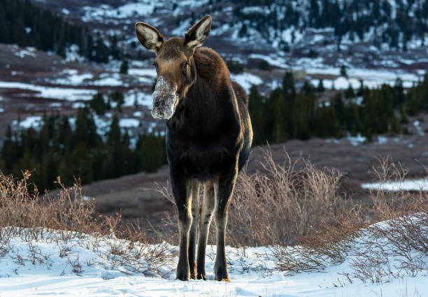 istock Cow Moose with Snow on nose at sunrise 1183400825