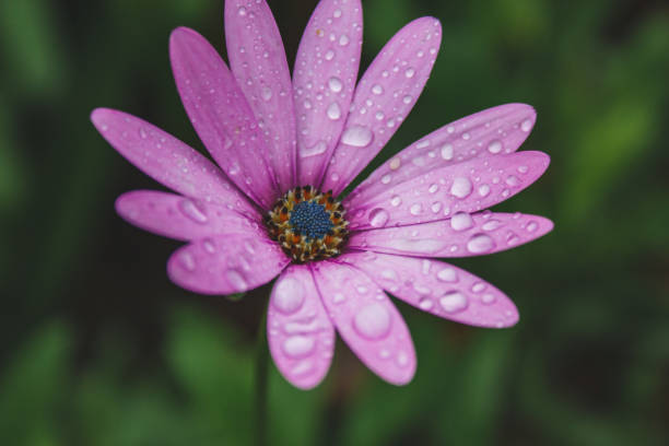 istock beautiful light pink african daisy flower with water drops on blossom 1183400975