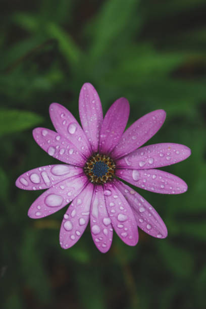 istock beautiful light pink african daisy flower with water drops on blossom 1183401654