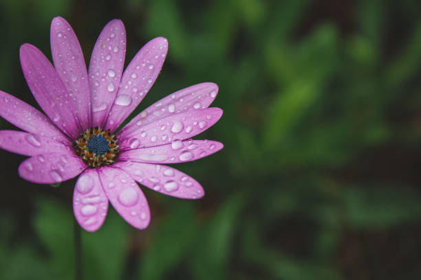 istock beautiful light pink african daisy flower with water drops on blossom 1183402053