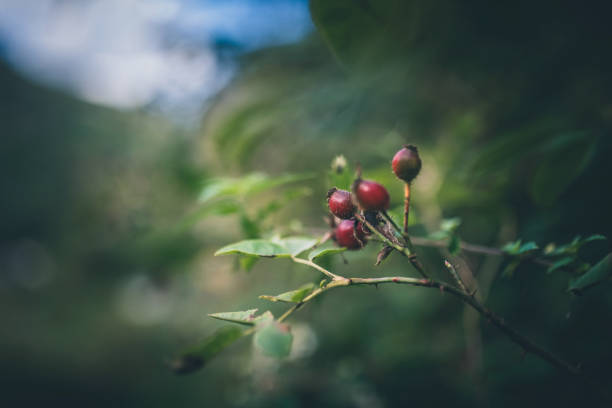 bacche rosse su un albero - glamorganshire foto e immagini stock