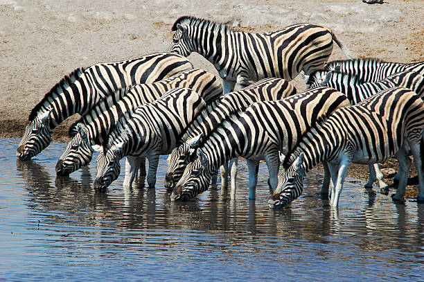 istock Zebras in Etosha National Park, Namibia 118340335