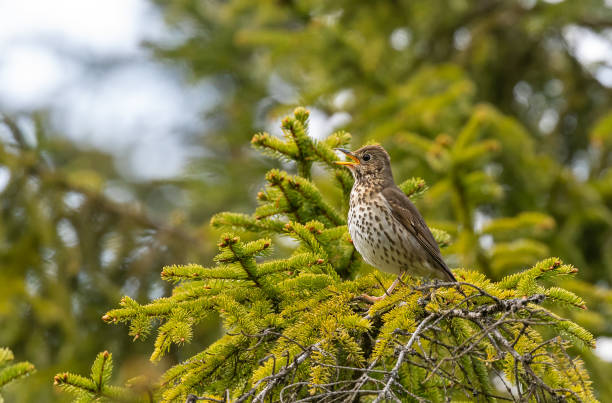 canto canto thrush - thrush fotografías e imágenes de stock