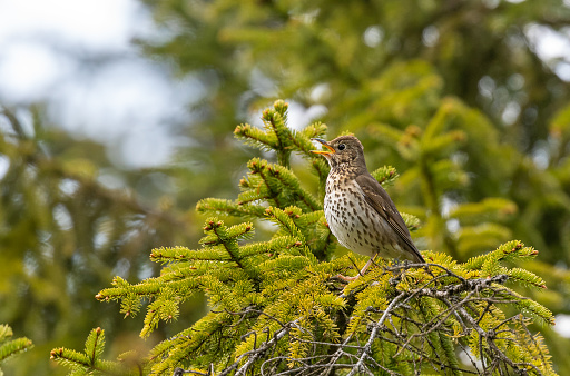 Singing song thrush on the top of a conifer.