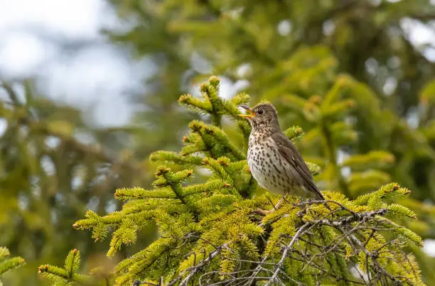 Singing song thrush on the top of a conifer.