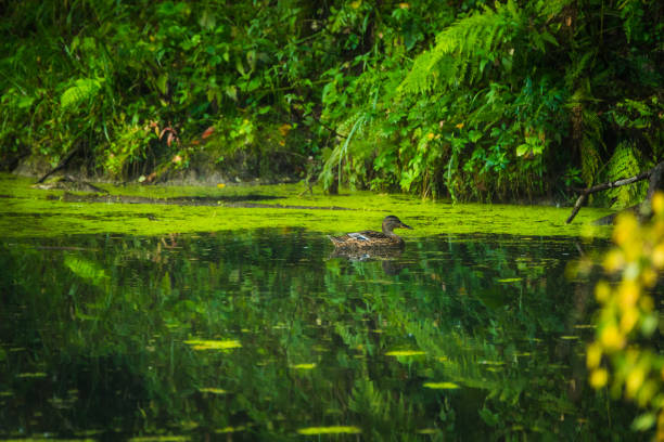 Ducks on the lake in misty morning. Selective focus.
